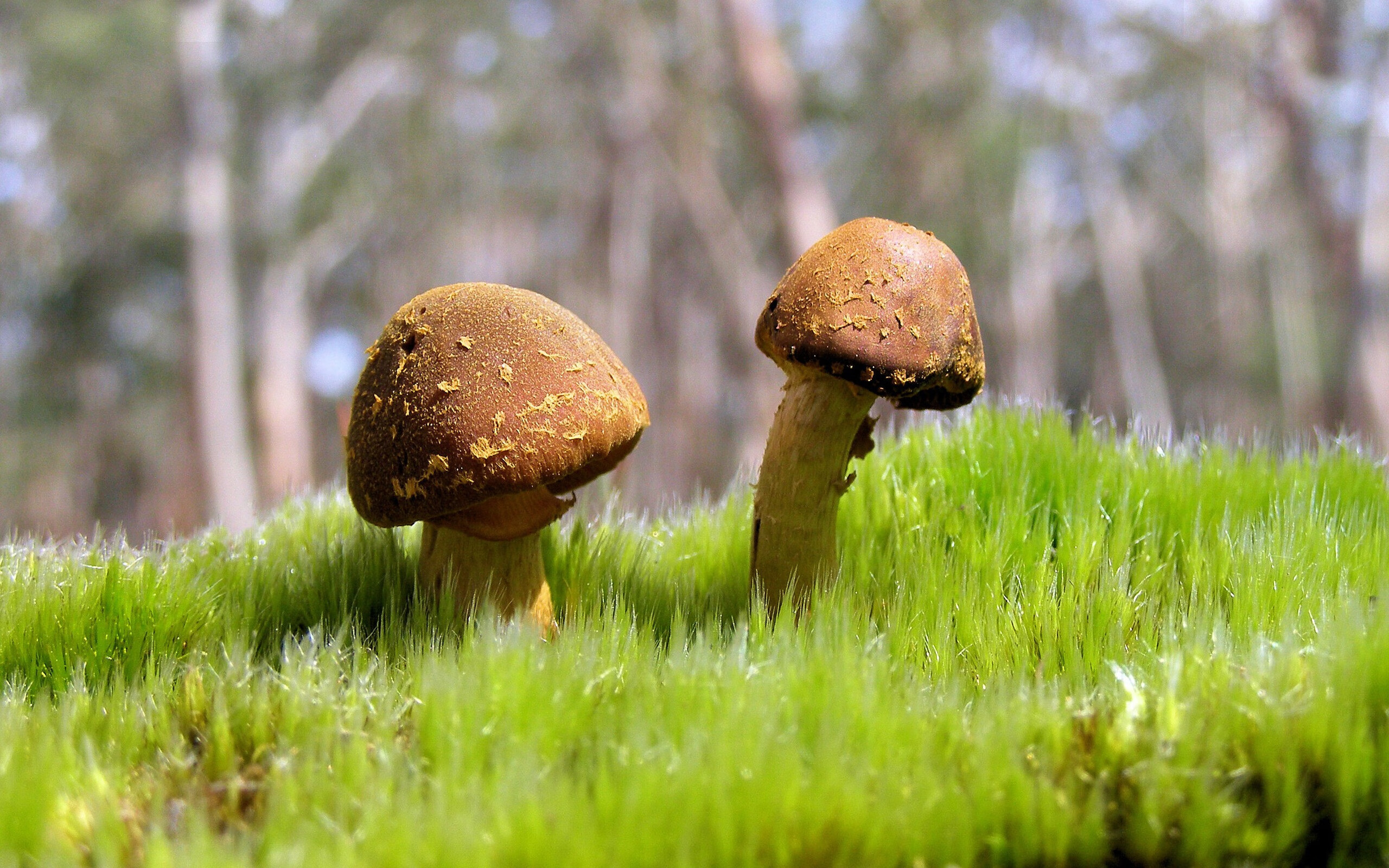 末节风暴！吉林队窒息防守带走森林狼，莫兰特关键先生本色尽显